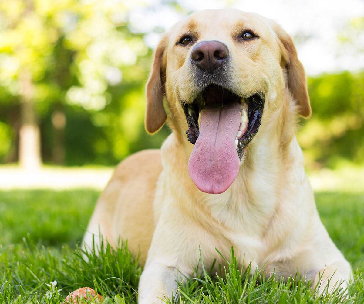 Image of a pet